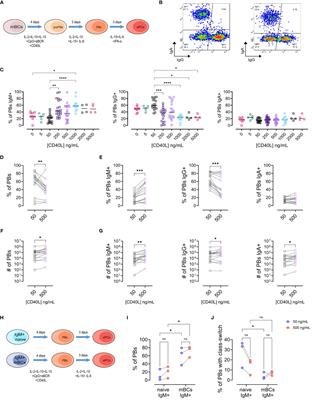 Differential response of IgM and IgG memory B cell populations to CD40L: insights of T cell – memory B cell interactions